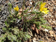 Cullumia aculeata sublanata