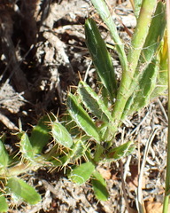 Cullumia aculeata sublanata