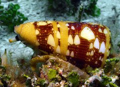 Conus ammiralis image