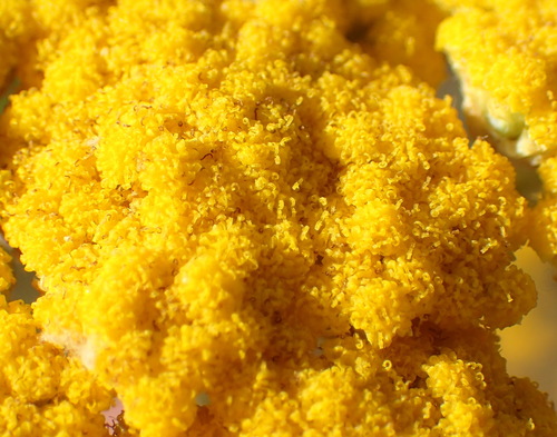 Image of Helichrysum odoratissimum by (c) Nicola van Berkel, some rights reserved (CC BY-SA)