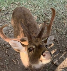 Cervini