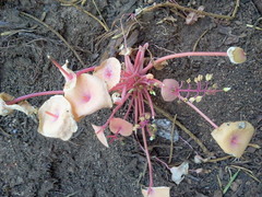 Claytonia rubra