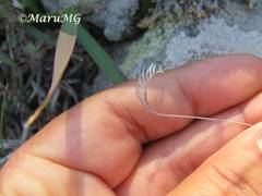 Bouteloua scorpioides