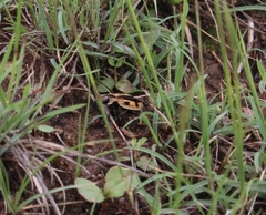 Graphipterus mashunus