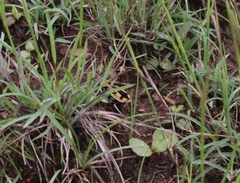 Graphipterus mashunus