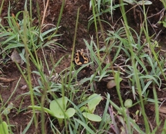 Graphipterus mashunus