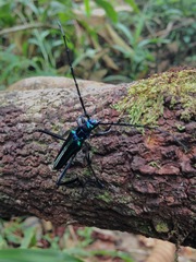 Callichroma auricomum