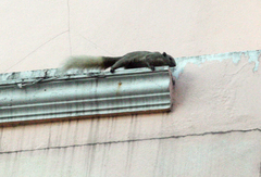 Callosciurus finlaysonii bocourti