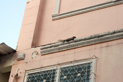 Callosciurus finlaysonii bocourti