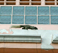 Callosciurus finlaysonii bocourti