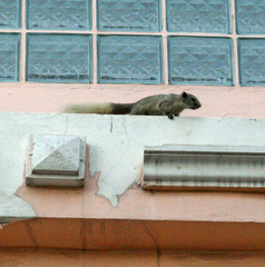 Callosciurus finlaysonii bocourti