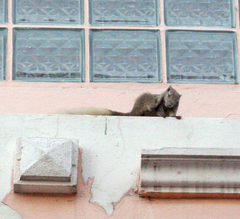 Callosciurus finlaysonii bocourti