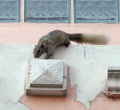Callosciurus finlaysonii bocourti
