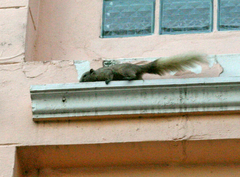 Callosciurus finlaysonii bocourti