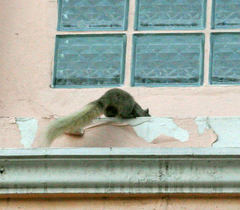 Callosciurus finlaysonii bocourti