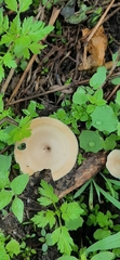 Lentinus flexipes