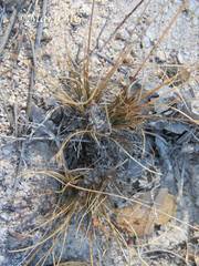 Bulbostylis juncoides