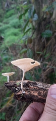 Lentinus flexipes