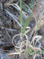 Aristida pansa