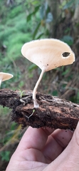 Lentinus flexipes