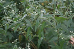 Eupatorium serotinum