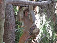 Macaca mulatta