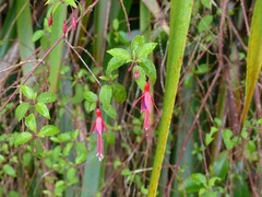 Fuchsia magellanica image