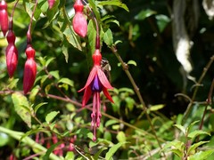 Fuchsia magellanica image