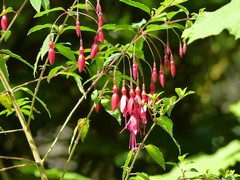 Fuchsia magellanica image