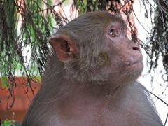 Macaca mulatta
