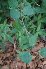 Celastrus orbiculatus