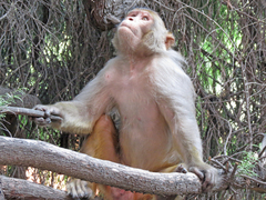Macaca mulatta