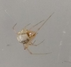 Parasteatoda tepidariorum