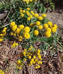 Tanacetum vulgare