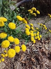 Tanacetum vulgare