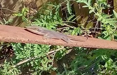 Anolis carolinensis