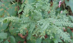 Gleditsia triacanthos