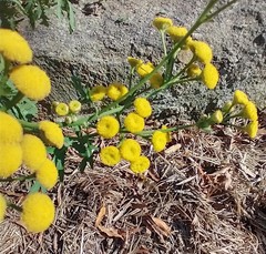 Tanacetum vulgare