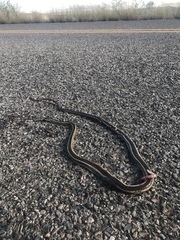 Masticophis taeniatus taeniatus