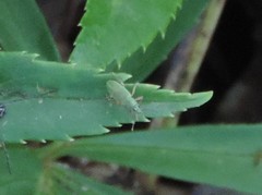 Polydrusus formosus