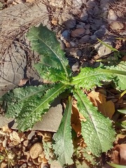Sonchus asper