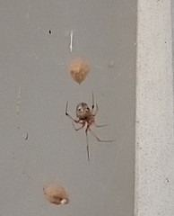 Parasteatoda tepidariorum