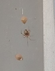 Parasteatoda tepidariorum