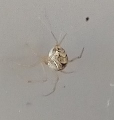 Parasteatoda tepidariorum