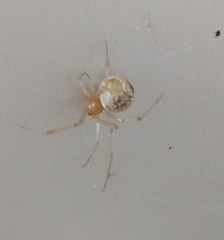 Parasteatoda tepidariorum