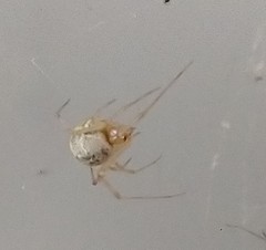 Parasteatoda tepidariorum