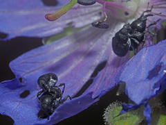 Zacladus geranii