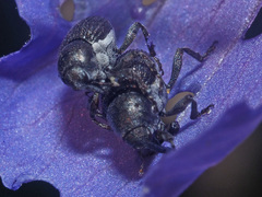 Zacladus geranii