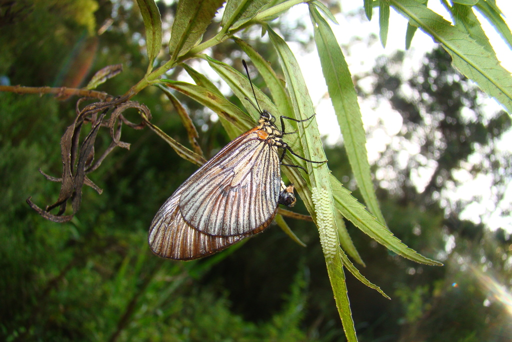 Actinote alalia