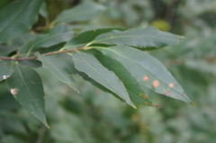 Prunus serotina